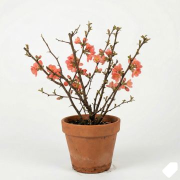 Cognassier du Japon - Chaenomeles x superba Salmon Horizon