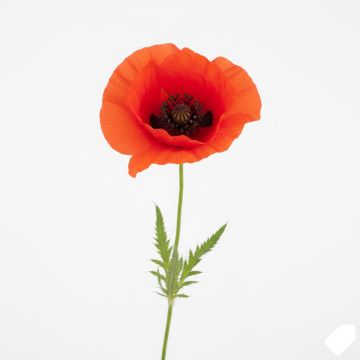 Graines de Coquelicot rouge - Pavot des moissons