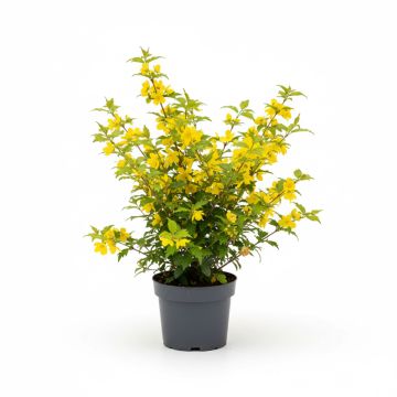 Kerria Japonica Golden Guinea