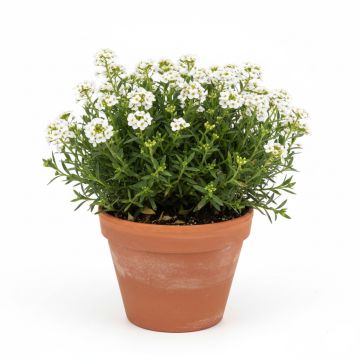 Iberis Sempervirens Snowflake