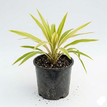 Cordyline australis Peko