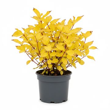 Cornouiller blanc - Cornus alba Aurea