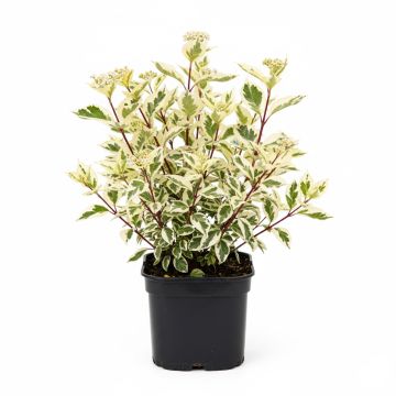 Cornus alba Elegantissima - Cornouiller blanc panaché