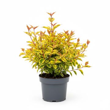 Cornus alba Spaethii - Cornouiller blanc à feuillage panaché