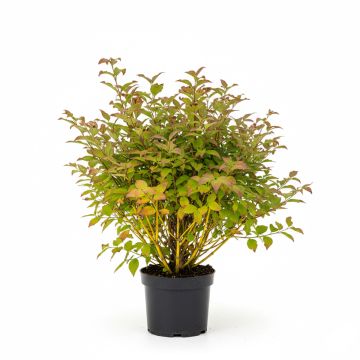 Cornouiller à bois jaune