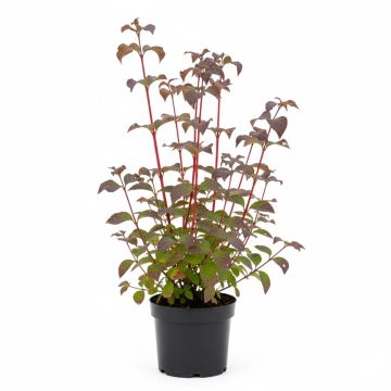 Cornus alba Sibirica - Cornouiller blanc de Sibérie