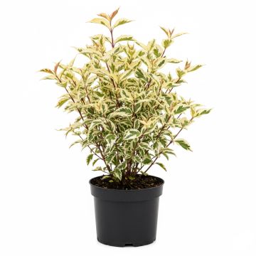 Cornouiller de Sibérie panaché