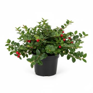 Cotonéaster
