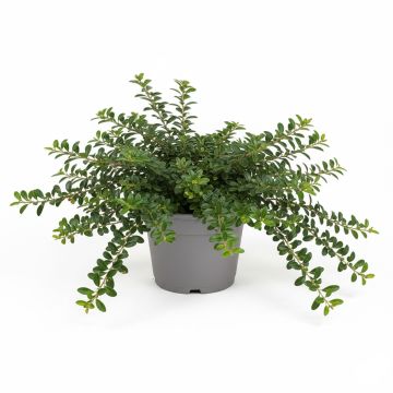 Cotonéaster rampant