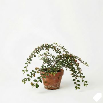 Cotonéaster horizontal