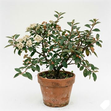 Cotonéaster laiteux