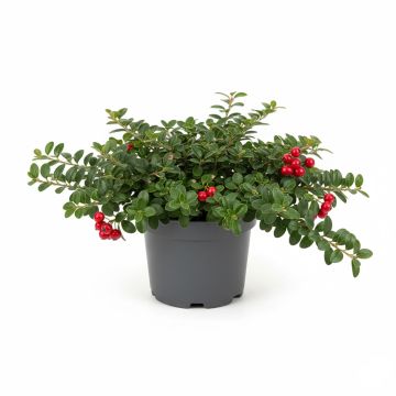 Cotonéaster rampant