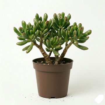 Crassula sarcocaulis