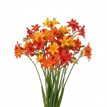 Crocosmia en mélange à grandes fleurs