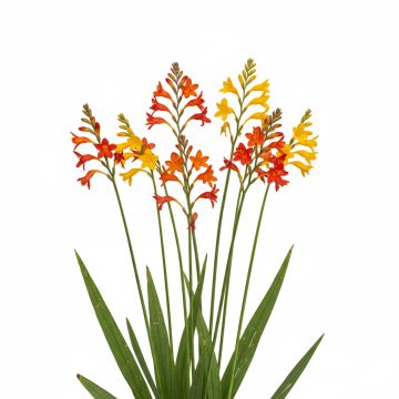 Crocosmia en mélange à petites fleurs