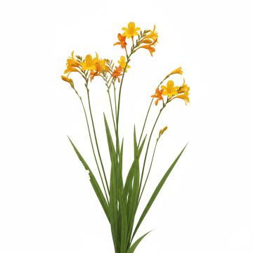 Crocosmia George Davison - Montbretia jaune orangé