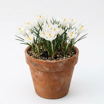 Crocus Flower Record