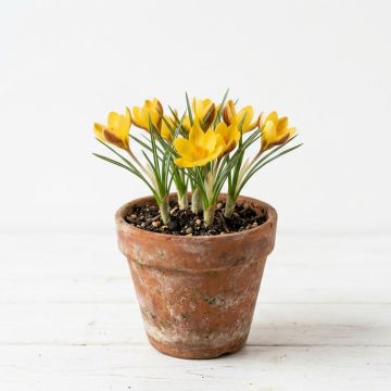Crocus botanique jaune