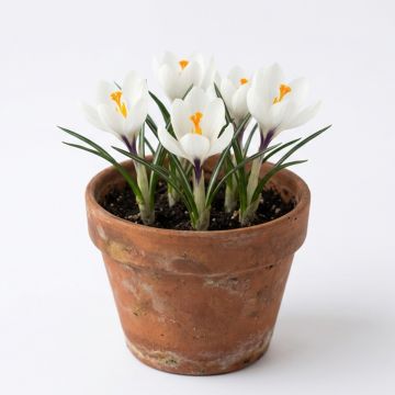Crocus Flower Record