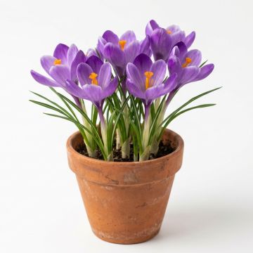 Crocus Mammouth Grand Ma&icirc;tre