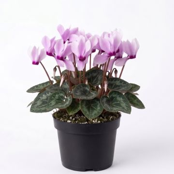Cyclamen des fleuristes rose
