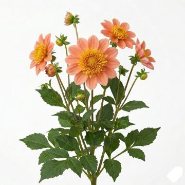 Dahlia Honey