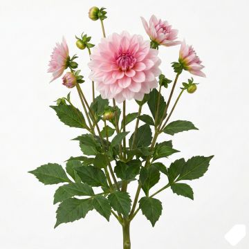 Dahlia Perle d Heemstede