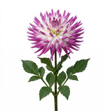 Dahlia Géant Pineland's Princess