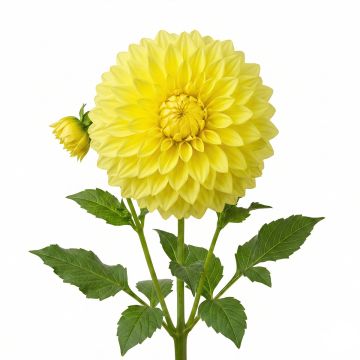 Dahlia Kelvin Floodlight
