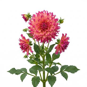 Dahlia Géant Myrtle's Folly