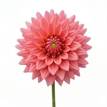 Dahlia géant Otto s Thrill