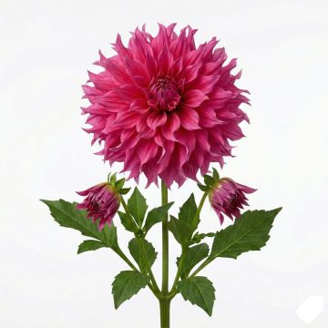 Dahlia géant Emory Paul