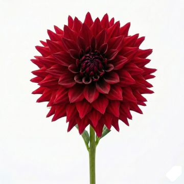 Dahlia Géant Mingus Alex