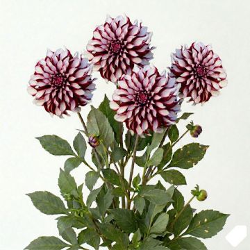 Dahlia géant Tartan