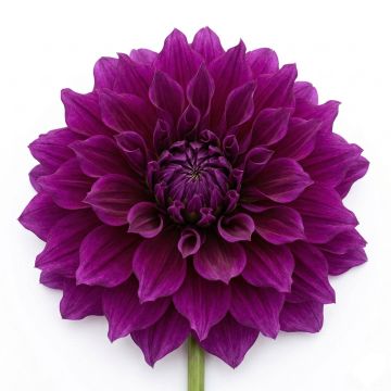 Dahlia géant violet pourpre