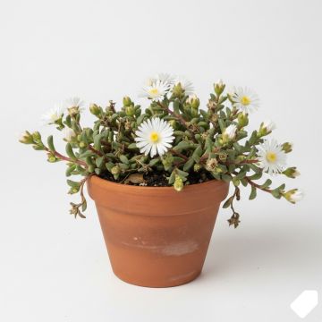 Delosperma Wheels of Wonder White - Délosperme blanc.