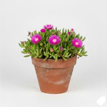 Delosperma Wheels of Wonder Hot Pink - Delosperme rose vif.