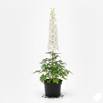 Delphinium Pacific Galahad