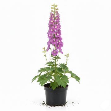 Delphinium Pacific Astolat, Pied d Alouette