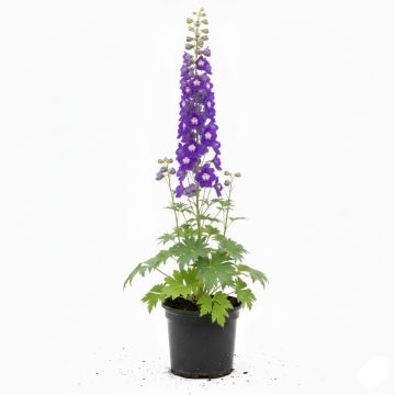 Delphinium Pacific King Arthur, Pied d'Alouette
