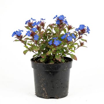 Ceratostigma griffithii, Dentelaire