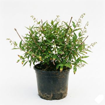 Deutzia blanc compact