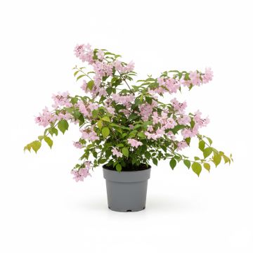 Deutzia rose