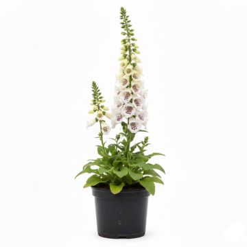 Digitale purpurea Pam s Choice