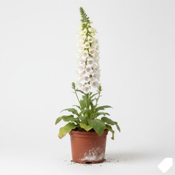 Digitalis purpurea Snow Thimble - Digitale pourpre 