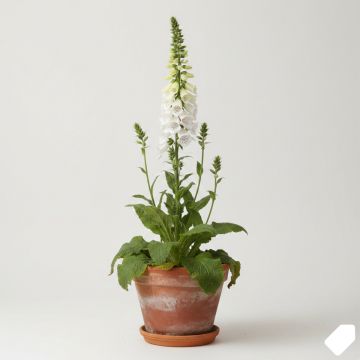 Digitalis purpurea Snow Thimble - Digitale pourpre 
