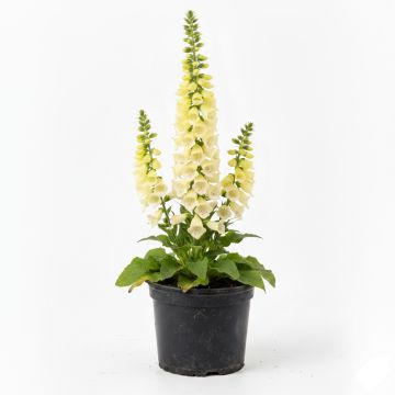 Digitale jaune - Digitalis lutea