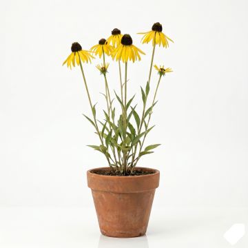 Echinacea paradoxa - Echinacée jaune