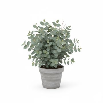 Eucalyptus argenté