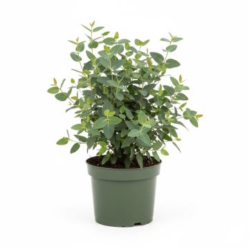 Eucalyptus parviflora - Gommier à petites feuilles